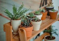 Flores e Plantas em Ibiúna